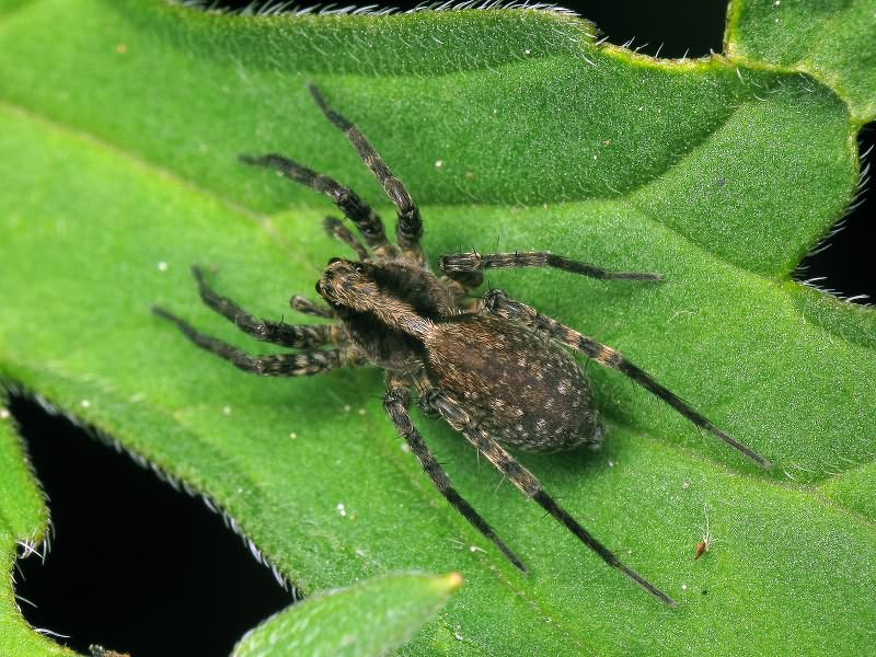 Pardosa